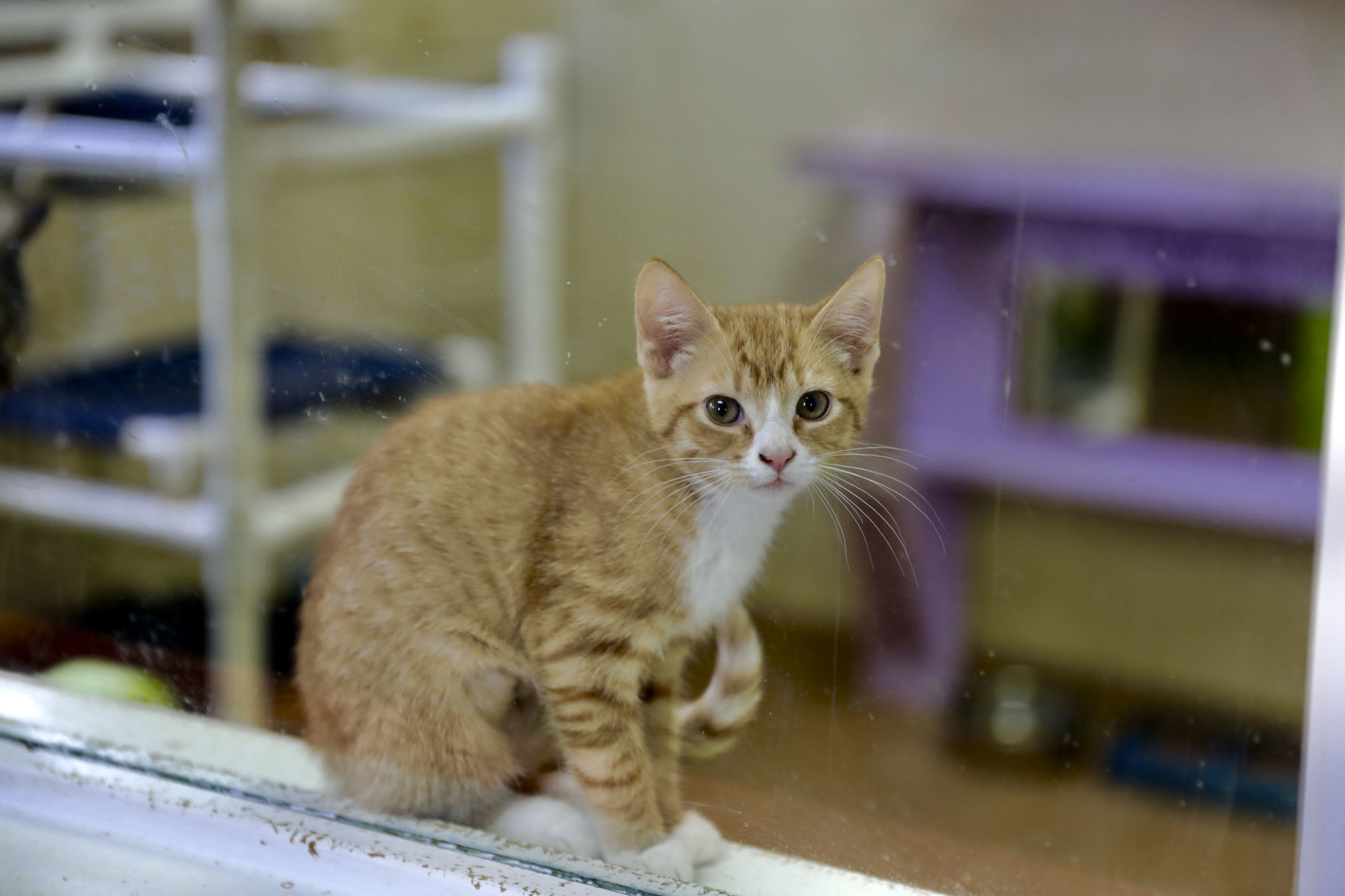 Orangeburg County Animal Shelter